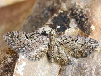 Eupithecia pauxillaria Bsdv. adulte - ©Daniel Morel