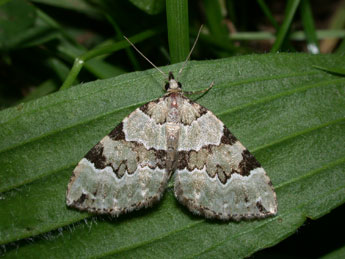 Colostygia pectinataria Knoch adulte - Philippe Mothiron