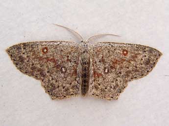 Cyclophora pendularia Cl. adulte - Jean-Paul Quinette