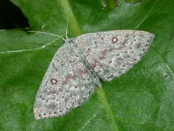 Cyclophora pendularia Cl. adulte - ©Philippe Mothiron