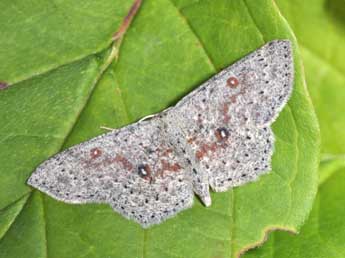 Cyclophora pendularia Cl. adulte - ©Philippe Mothiron