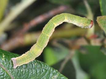  Chenille de Cyclophora pendularia Cl. - Philippe Mothiron