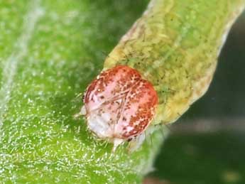  Chenille de Cyclophora pendularia Cl. - ©Philippe Mothiron