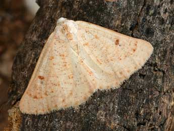 Dyscia penulataria Hb. adulte - Daniel Morel