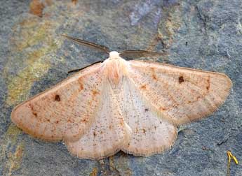 Dyscia penulataria Hb. adulte - David Demerges