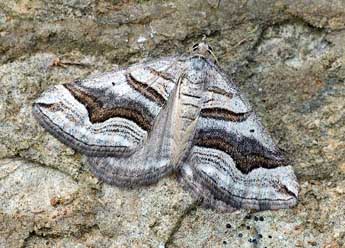 Scotopteryx peribolata Hb. adulte - ©David Demerges