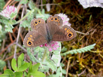 Lasiommata petropolitana F. adulte - ©Philippe Mothiron