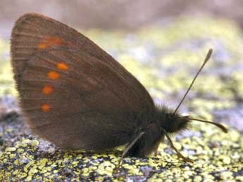 Erebia pharte Hb. adulte - ©Daniel Morel