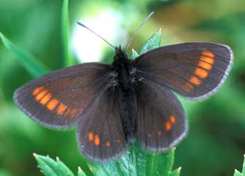 Erebia pharte Hb. adulte - Tristan Lafranchis