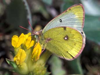 Colias phicomone Esp. adulte - ©Tristan Lafranchis