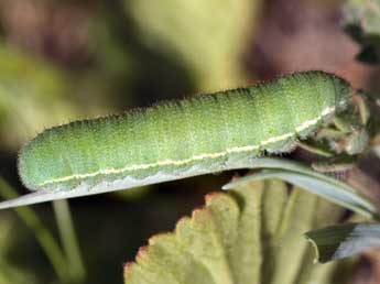  Chenille de Colias phicomone Esp. - ©Tristan Lafranchis