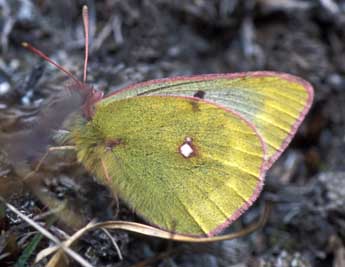 Colias phicomone Esp. adulte - Tristan Lafranchis