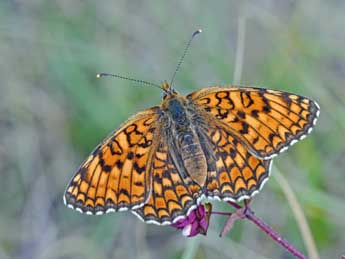 Melitaea phoebe D. & S. adulte - ©Philippe Mothiron