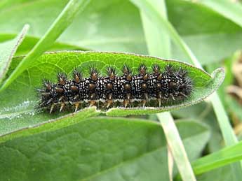  Chenille de Melitaea phoebe D. & S. - Timothy Cowles