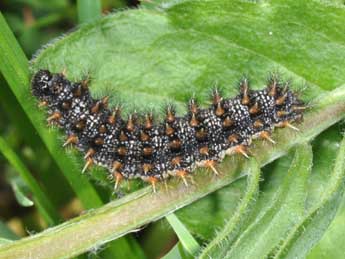  Chenille de Melitaea phoebe D. & S. - ©Philippe Mothiron