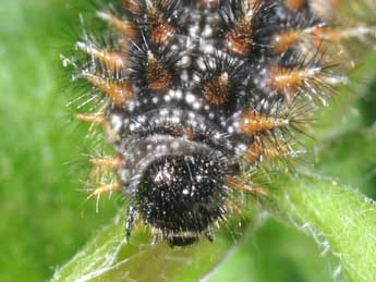  Chenille de Melitaea phoebe D. & S. - ©Philippe Mothiron