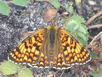 Melitaea phoebe D. & S. adulte - Catherine Wellings