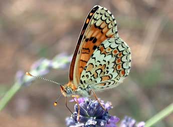 Melitaea phoebe D. & S. adulte - Philippe Mothiron