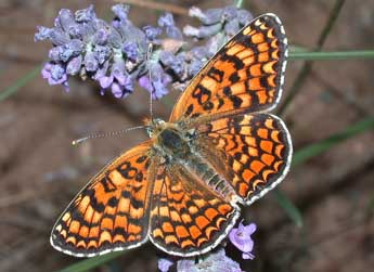 Melitaea phoebe D. & S. adulte - ©Philippe Mothiron