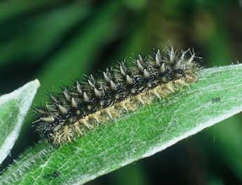  Chenille de Melitaea phoebe D. & S. - ©Philippe Mothiron