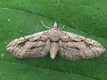 Eupithecia phoeniceata Rbr adulte - Jean-Paul Quinette