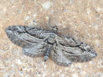 Eupithecia phoeniceata Rbr adulte - Daniel Morel