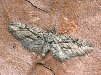 Eupithecia phoeniceata Rbr adulte - Daniel Morel