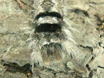  Chenille de Dendrolimus pini L. - ©Olivier Pineau