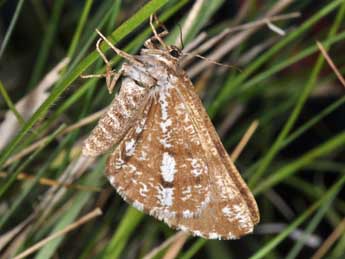 Bupalus piniaria L. adulte - ©Philippe Mothiron