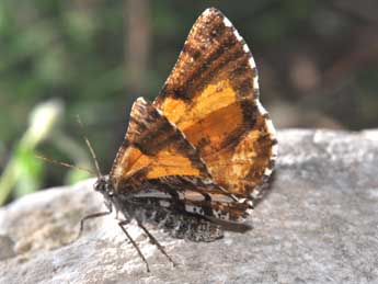 Bupalus piniaria L. adulte - Philippe Mothiron