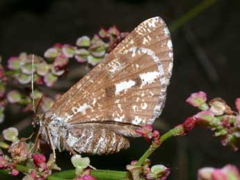 Bupalus piniaria L. adulte - Philippe Mothiron