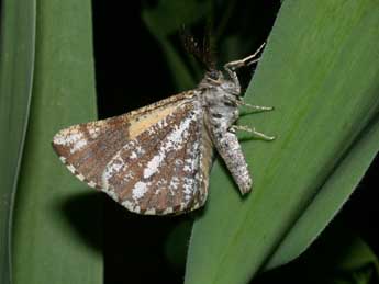 Bupalus piniaria L. adulte - ©Philippe Mothiron