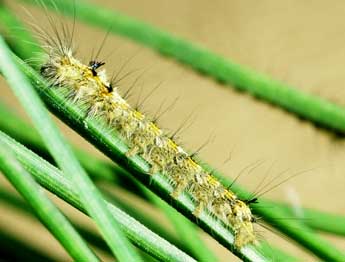  Chenille de Dendrolimus pini L. - ©Philippe Mothiron