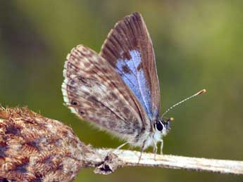 Leptotes pirithous L. adulte - Daniel Morel