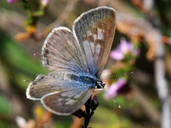 Leptotes pirithous L. adulte - ©Jean-Michel Faton