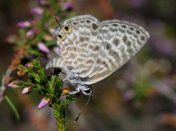 Leptotes pirithous L. adulte - Jean-Michel Faton