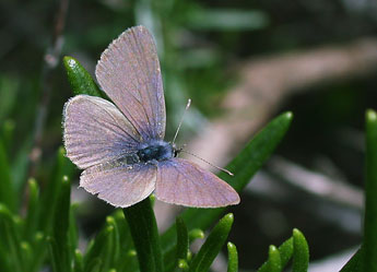 Leptotes pirithous L. adulte - Philippe Mothiron