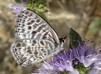 Leptotes pirithous L. adulte - Jean-Pierre Arnaud