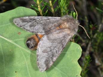 Thaumetopoea pityocampa D. & S. adulte - ©Philippe Mothiron