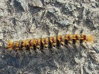  Chenille de Thaumetopoea pityocampa D. & S. - ©Christian Rebeyrol