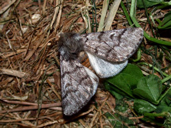 Thaumetopoea pityocampa D. & S. adulte - Philippe Mothiron