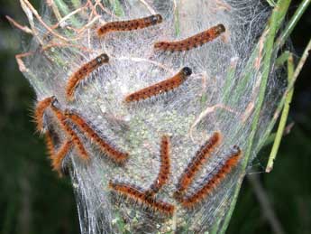  Chenille de Thaumetopoea pityocampa D. & S. - ©Philippe Mothiron