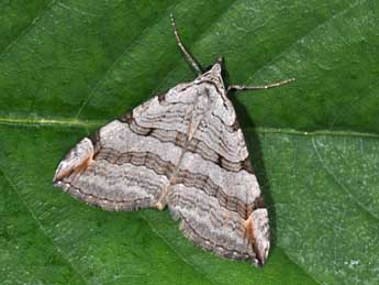 Aplocera plagiata L. adulte - ©Philippe Mothiron