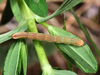  Chenille de Aplocera plagiata L. - Philippe Mothiron