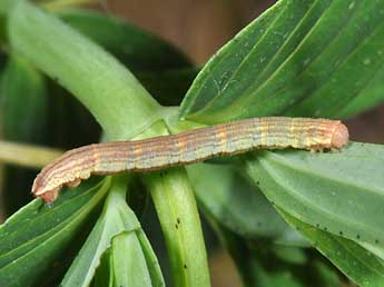  Chenille de Aplocera plagiata L. - Philippe Mothiron