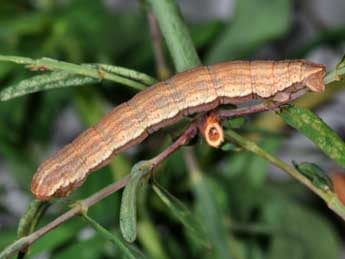  Chenille de Aplocera plagiata L. - ©Philippe Mothiron