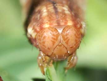  Chenille de Aplocera plagiata L. - ©Philippe Mothiron