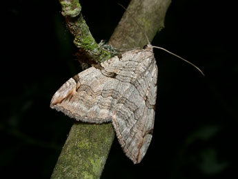 Aplocera plagiata L. adulte - Philippe Mothiron