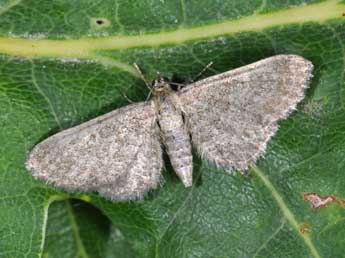 Eupithecia plumbeolata Hw. adulte - ©Philippe Mothiron