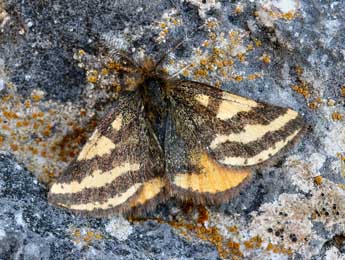 Lythria plumularia Frr adulte - Daniel Morel